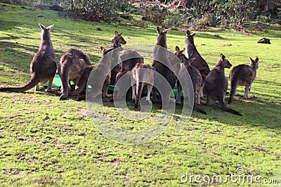 A Family of Kangaroos in my Yard Stock Photo