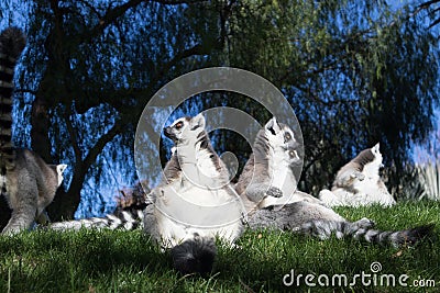 Family of lemurs sunbathing on the grass. The ring tailed lemur, Lemur catta, is a large strepsirrhine primate and the Stock Photo