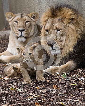 Family of lion Stock Photo