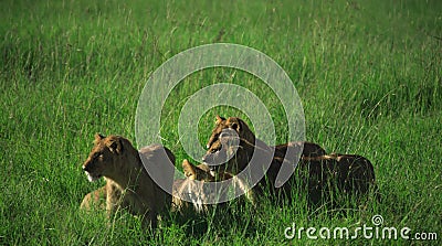 Family of lions Stock Photo