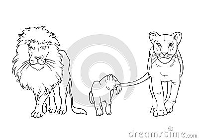 A family of lions. Lion Coloring Pages Vector Illustration