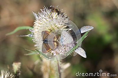 Family of Lycaenidae butterflies, macrophotography - butterflies and wasp on a thistle Stock Photo