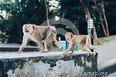 A family of macaque monkeys. A monkey in a tropical Park. Stock Photo