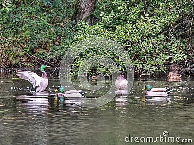 Mallard duck lake Finfarine VendÃ©e Stock Photo