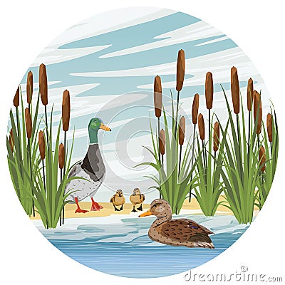 Family of mallard ducks. A drake, a duck and two ducklings learn to swim. Lake shore with reeds. Sandy shore of the pond. Countrys Vector Illustration