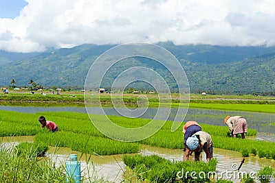 Family manual labour in the Philippine rice fields Editorial Stock Photo