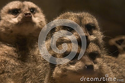 Family of meerkats Stock Photo