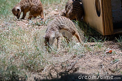 Family of meerkats around home Stock Photo