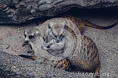 Family of meerkats in the burrow Stock Photo