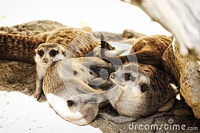 Family of Meerkats Stock Photo