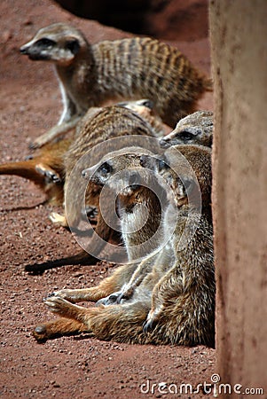 Family of meerkats leaning against a wall relaxing Stock Photo