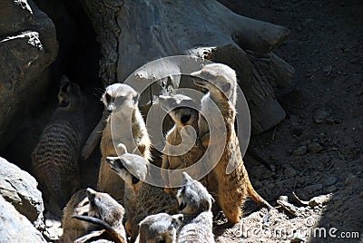 Family of meerkats Stock Photo