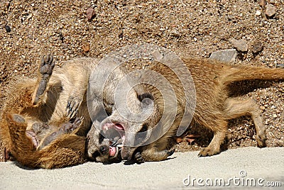 A family of meerkats playing together Stock Photo