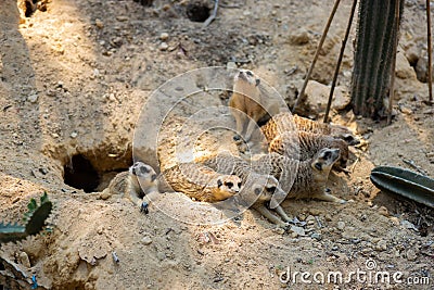 Family of meerkats in the Safari Park Stock Photo