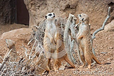 Family of Meerkats standing alert in the desert environment Stock Photo