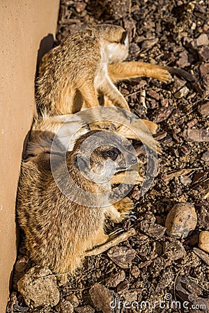 Family Meerkats sunbathing. Stock Photo