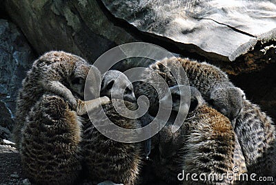 A family of meerkats taking a nap Stock Photo