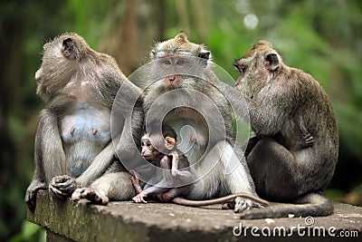 Family of monkeys Stock Photo