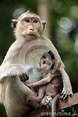 Family of monkeys Stock Photo