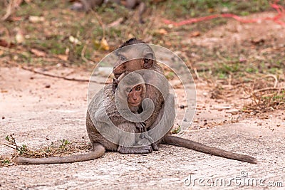 Family monkeys ( Crab-eating macaque ) cold in morning Stock Photo