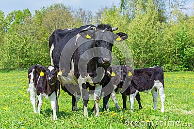 Family mother cow with calves in dutch meadow Stock Photo