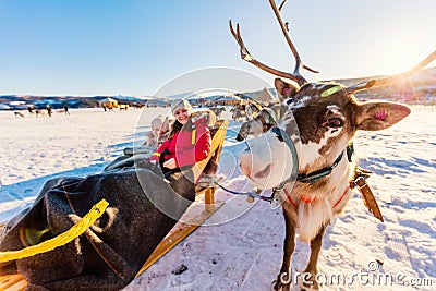 Reindeer safari Stock Photo