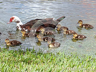 Family Female Muscovy Duck with Ducklings Stock Photo
