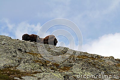 Family of Muskox Ovibos moschatus standing on horizont in Greenland. Mighty wild beasts. Big animals in the nature habitat, Arct Stock Photo