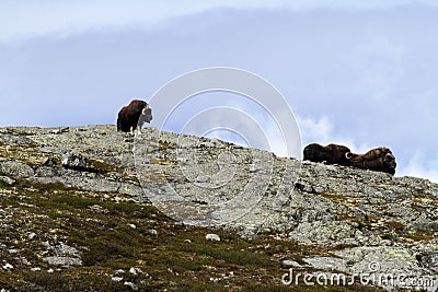 Family of Muskox Ovibos moschatus standing on horizont in Greenland. Mighty wild beasts. Big animals in the nature habitat Stock Photo