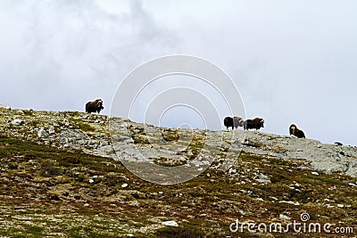 Family of Muskox Ovibos moschatus standing on horizont in Greenland. Mighty wild beasts. Big animals in the nature habitat Stock Photo