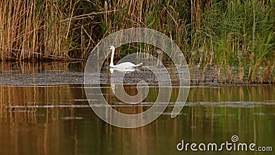 Family of mute swans in the Danube delta Stock Photo