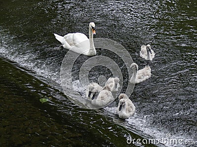 Family of mute swans trying to climb up a weir Stock Photo