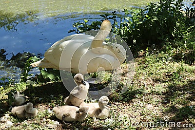 A family of mute swans at the water's edge at Abbotsbury Swannery in Dorset, England Stock Photo