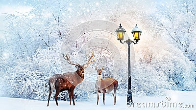 Family of noble deer in a fabulous Christmas forest on a background of snowy trees and a lantern. Composite image. Stock Photo