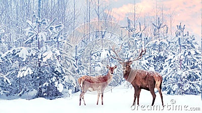 Family of noble deer in a snowy winter forest at sunset. Christmas fantasy image in blue, pink and white color. Stock Photo