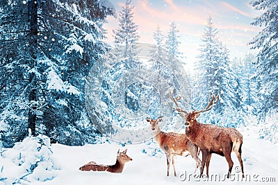 Family of noble deer in a snowy winter forest at sunset. Christmas fantasy image in blue and white color. Snowing. Stock Photo