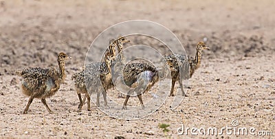 Family of ostrich chicks running after their parents in dry Kalahari sun Stock Photo
