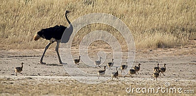 Family of ostrich chicks running after their parents in dry Kalahari sun Stock Photo