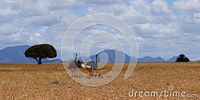 Family of ostriches in Africa Stock Photo