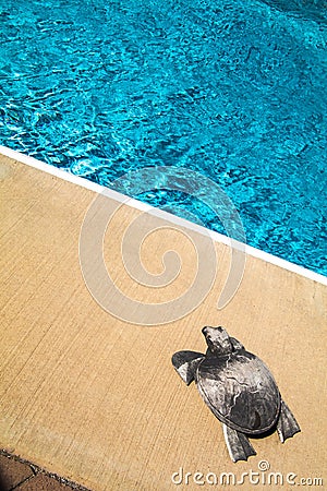 Family outdoor swimming pool and a Silver turtle Stock Photo