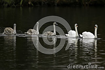 Family Outing Stock Photo