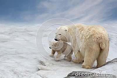 Family of polar bears Stock Photo