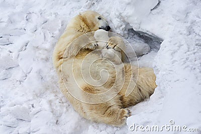 Polar bear with cub. Mother love. Stock Photo