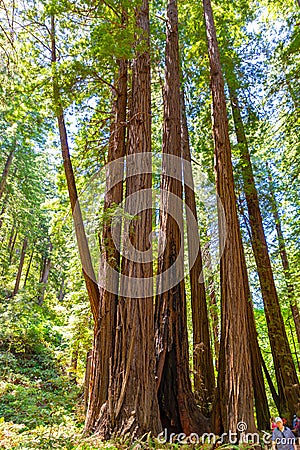A family of redwoods at a Redwoods forest at Muir Woods National Monument, Mill Valley, California Editorial Stock Photo