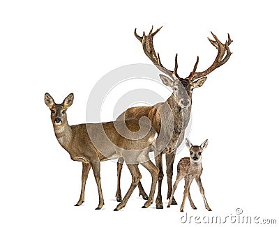 Family of reed dear. Male, Doe and fawn, isolated Stock Photo