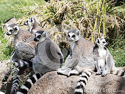 Family Ring-tailed Lemur, Lemur Catta, with pups Stock Photo
