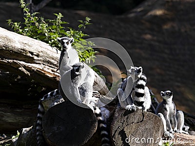 family, Ring-tailed Lemur, Lemur catta, sits on a trunk and observes the surroundings Stock Photo