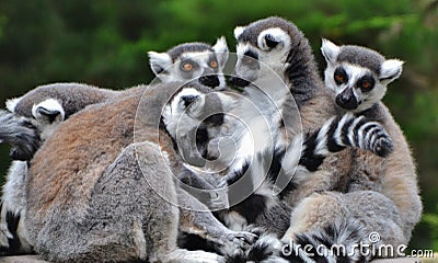 Family of Ring-tailed Lemurs Stock Photo