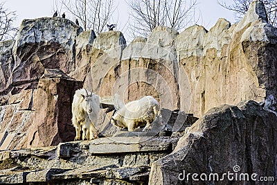 Family of snow goats cloven-hoofed mammals Latin Oreamnos americanus in the Moscow Zoo. Russia Stock Photo