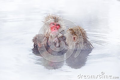 Family in the spa water Monkey Japanese macaque, Macaca fuscata, red face portrait in the cold water with fog, animal in the Stock Photo